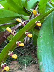 (c) William Stephens, some rights reserved (CC BY) Bulbophyllum falcatum, photograph (c) William Stephens, some rights reserved (CC BY)