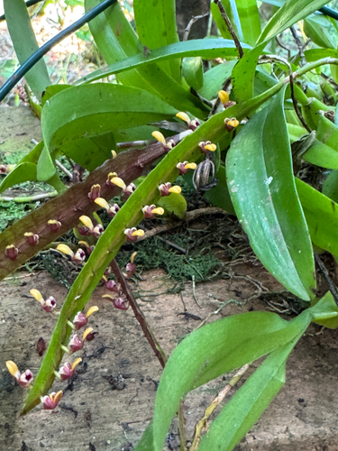 Bulbophyllum falcatum, photograph 4
