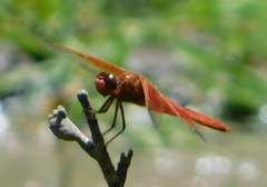 Libellula saturata