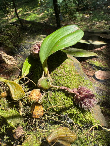 Bulbophyllum comatum Lindl. 2