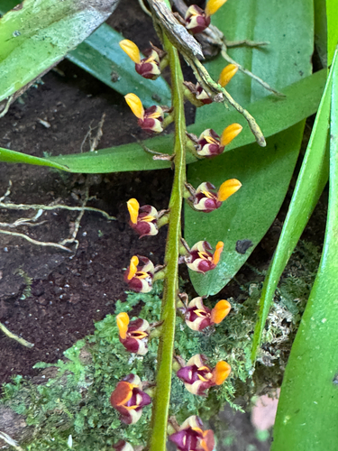 Bulbophyllum falcatum, photograph 2