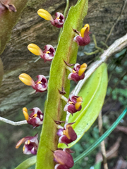 (c) William Stephens, some rights reserved (CC BY) Bulbophyllum falcatum, photograph (c) William Stephens, some rights reserved (CC BY)