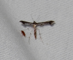 Michaelophorus indentatus