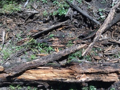 Pseudoeurycea leprosa