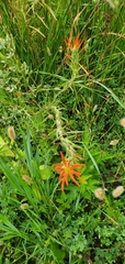 Castilleja minor