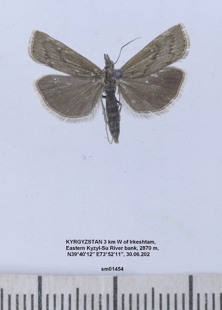 Pediasia alaica