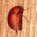 Asiatic Garden Beetle - Photo (c) Brad Walker, some rights reserved (CC BY-NC), uploaded by Brad Walker