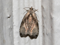 Olethreutes exoletum