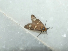 Dysauxes famula