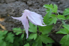 Clematis occidentalis