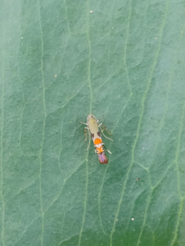 Charistica walkeri