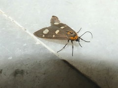 Dysauxes famula