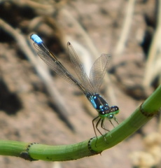 Ischnura damula