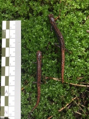 Pseudoeurycea leprosa