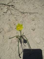 Zephyranthes longifolia