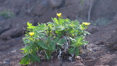 Sonchus brachylobus