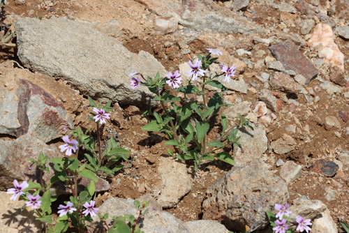 Starburst Jaybee (Jamesbrittenia racemosa)