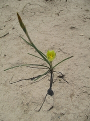 Zephyranthes longifolia
