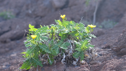 Sonchus brachylobus, photograph 2