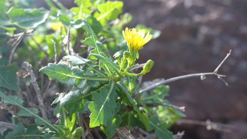 Sonchus brachylobus, photograph 1