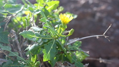 (c) fmunoz, some rights reserved (CC BY) Sonchus brachylobus, photograph (c) fmunoz, some rights reserved (CC BY)