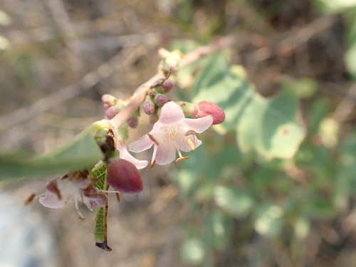 Western Snowberry