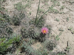 Coryphantha macromeris macromeris