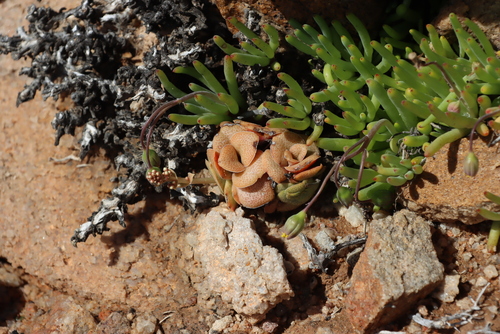Crassula hemisphaerica