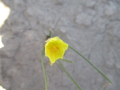 Zephyranthes longifolia