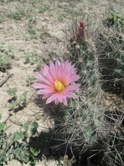 Coryphantha macromeris macromeris