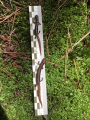 Pseudoeurycea leprosa