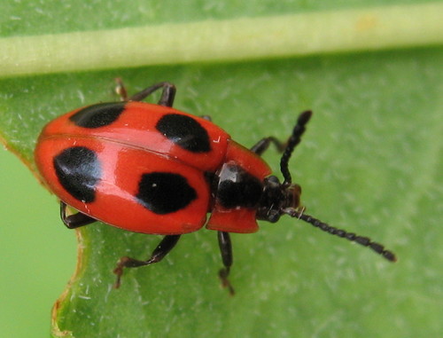 Subfamily Endomychinae · iNaturalist