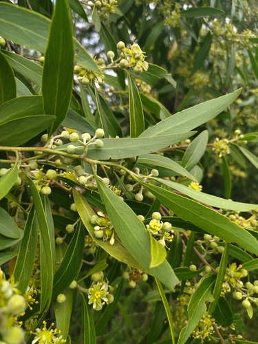 Image of Quillaja lancifolia by no rights reserved