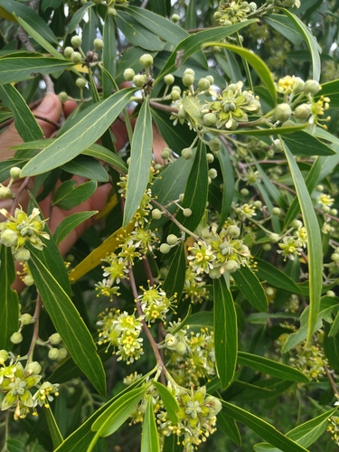 Image of Quillaja lancifolia by no rights reserved