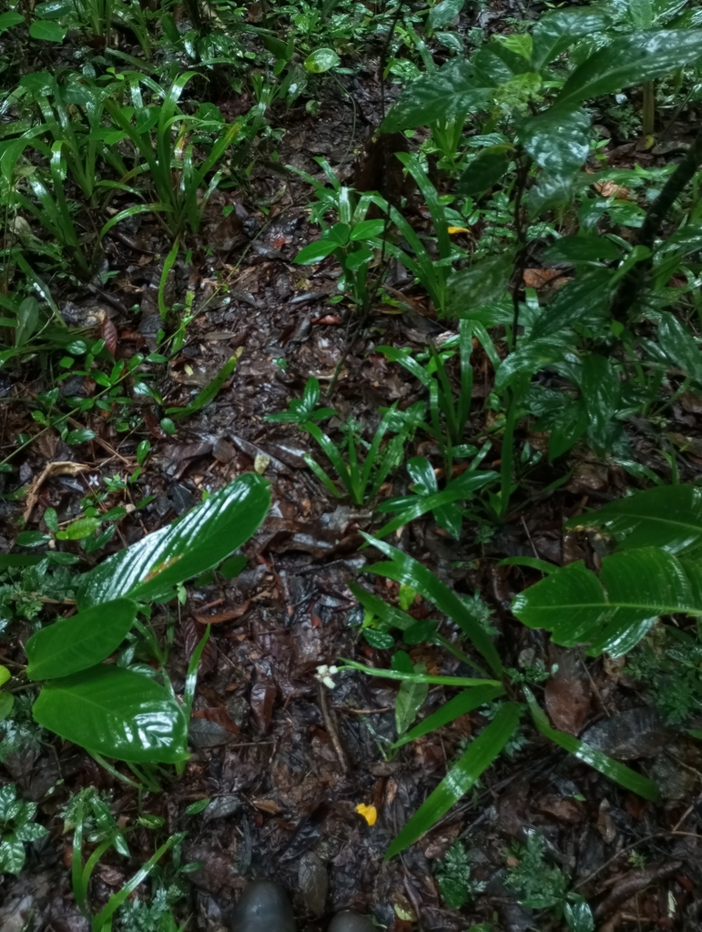 Neomarica humilis