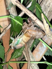 Neotibicen lyricen engelhardti