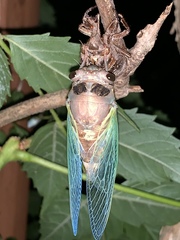 Neotibicen lyricen engelhardti
