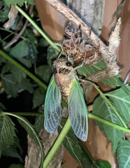 Neotibicen lyricen engelhardti