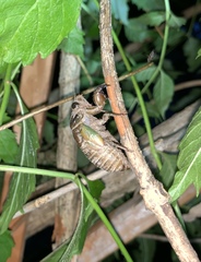 Neotibicen lyricen engelhardti