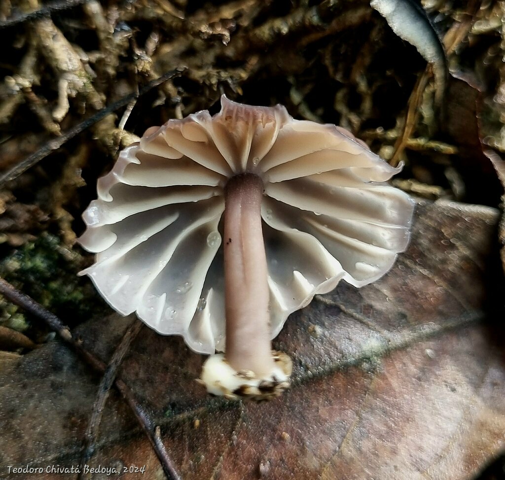 Marasmius fiardii · December 2024 · photo: © teodoro_chivatabedoya (iNaturalist, cc-by)