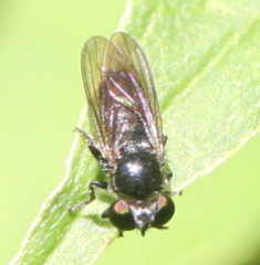 Cerotainia
