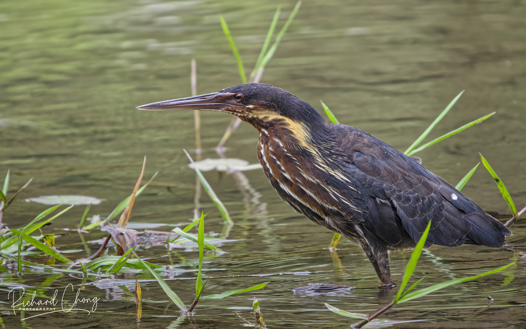 Black Bittern (Botaurus flavicollis) photo