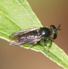 Cerotainia