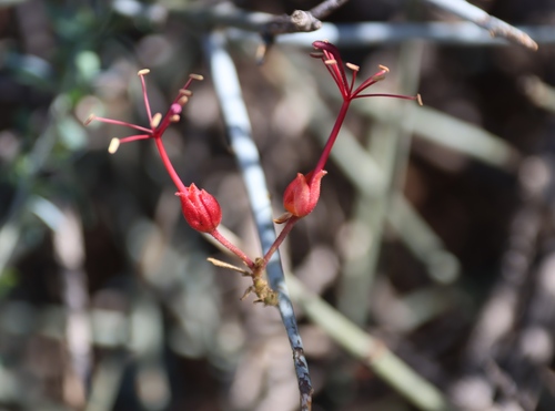 Image of Cadaba aphylla by (c) Tony Rebelo, some rights reserved (CC BY-SA)
