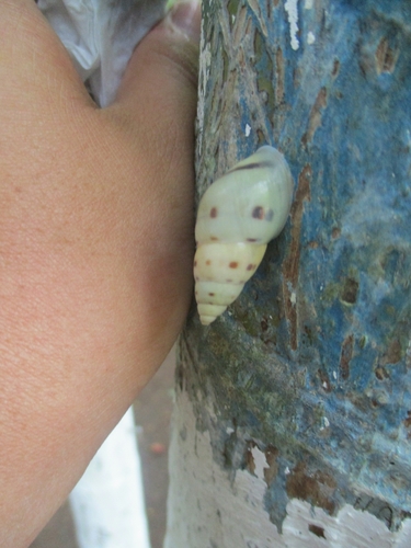 Mesembrinus emeus
