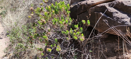 Allagopappus viscosissimus