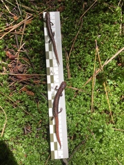 Pseudoeurycea leprosa