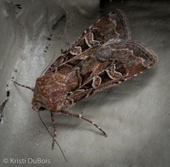 Euxoa divergens
