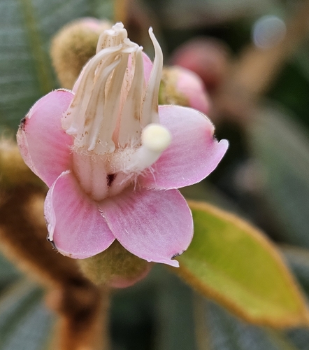 Miconia sciurea