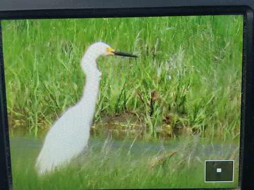 Snowy Egret photographed in Maine